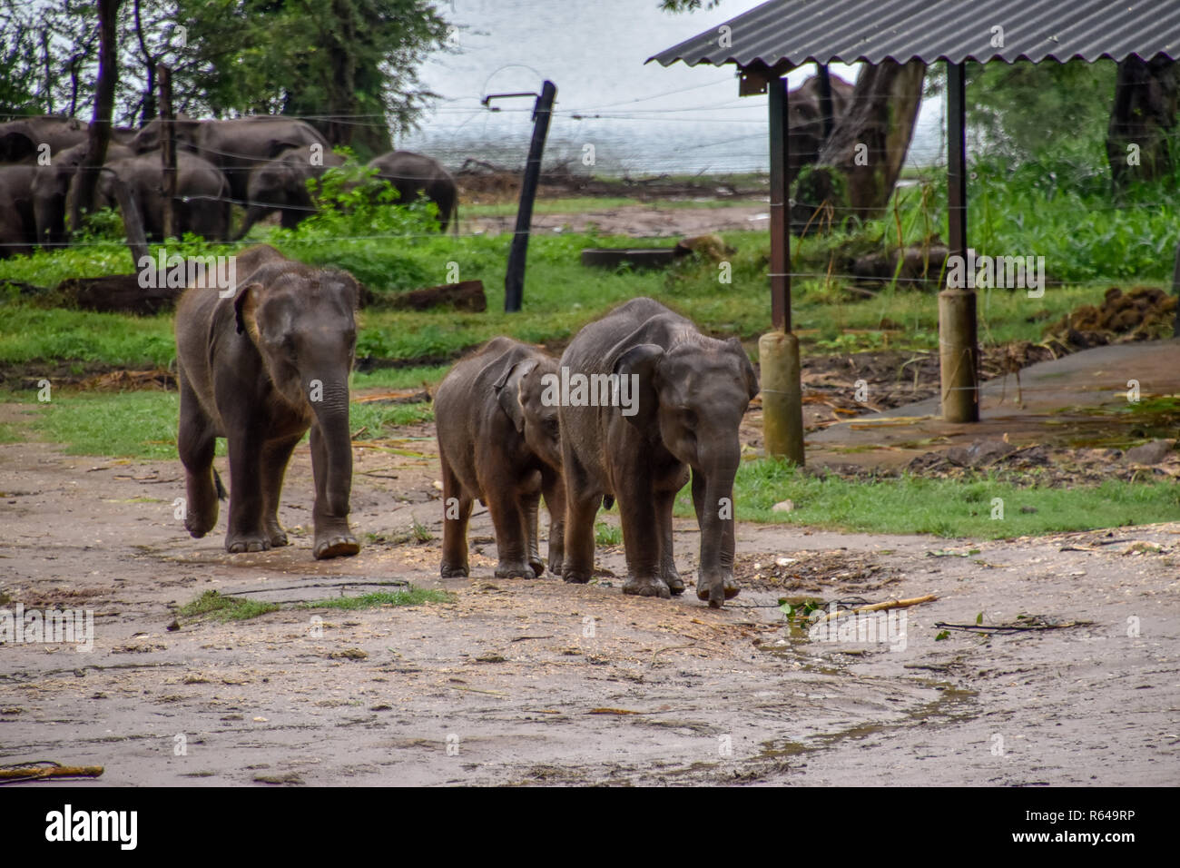 Elefanten im Udawalawe Nationalpark auf Sri Lanka Foto Stock