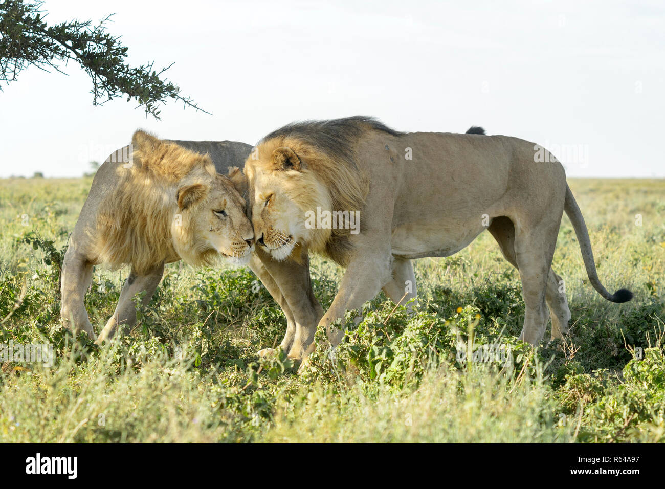 Due maschio lion (Panthera leo) fratelli mostrando affetto, insieme sulla savana, Ngorongoro Conservation Area, Tanzania. Foto Stock