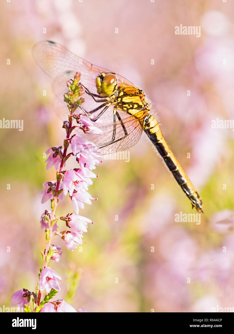 Un Nero Darter dragonfly appeso alla fioritura rosa heather Foto Stock