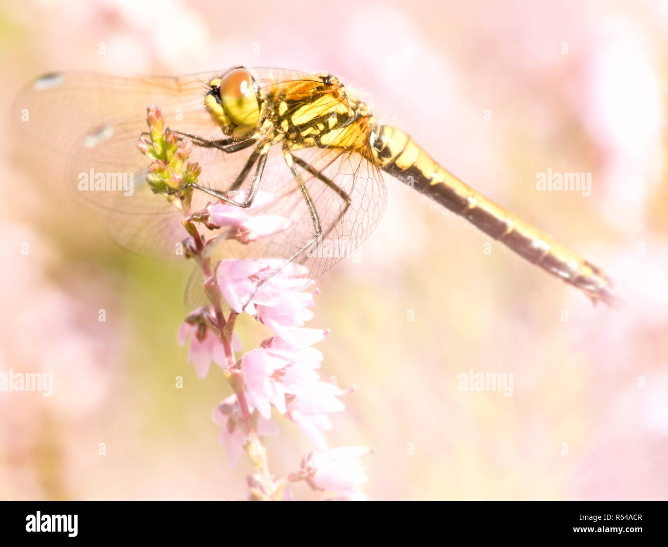 Un Nero Darter dragonfly attraverso la rosa heather Foto Stock