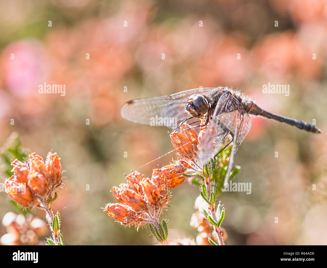 Nero Darter su fioritura heather Foto Stock