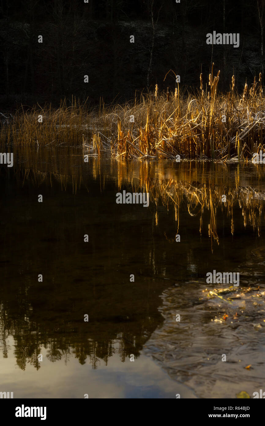 Frosty reed è riflessa in un lago e illuminato dalla luce dorata di sunrise. Una piccola quantità di immagini sfocate, sognante, sentire. Verticale. Foto Stock
