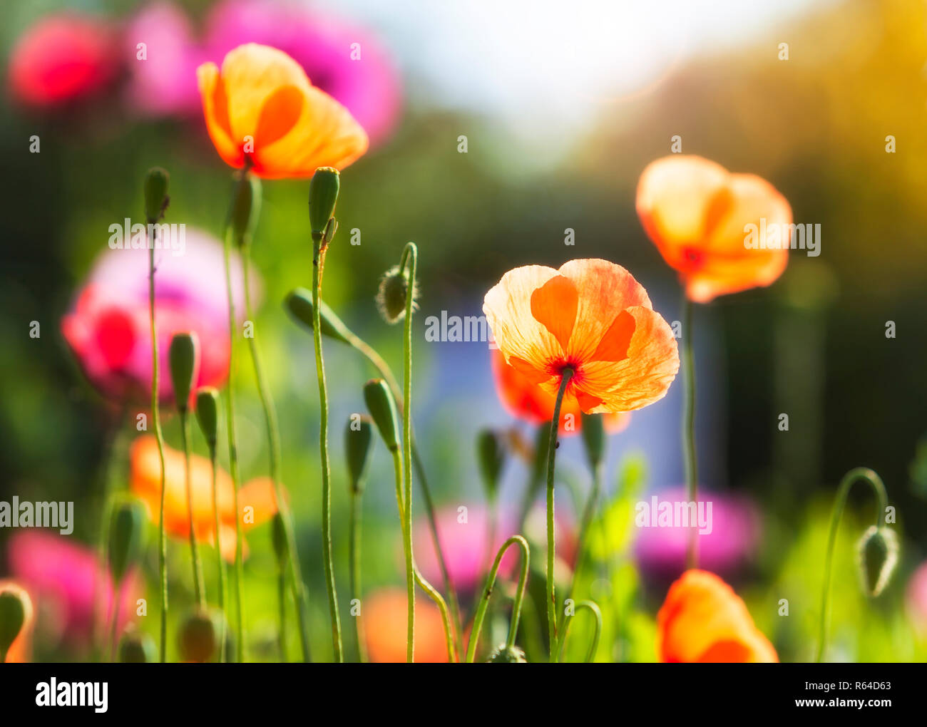 Primo piano di fiori di papavero in condizioni di luce solare intensa Foto Stock