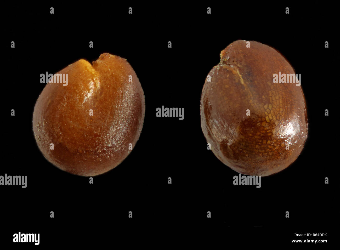 Reseda luteola, Dyer's Rocket, Färber-Reseda, semi, vicino, della dimensione del seme 1 mm Foto Stock