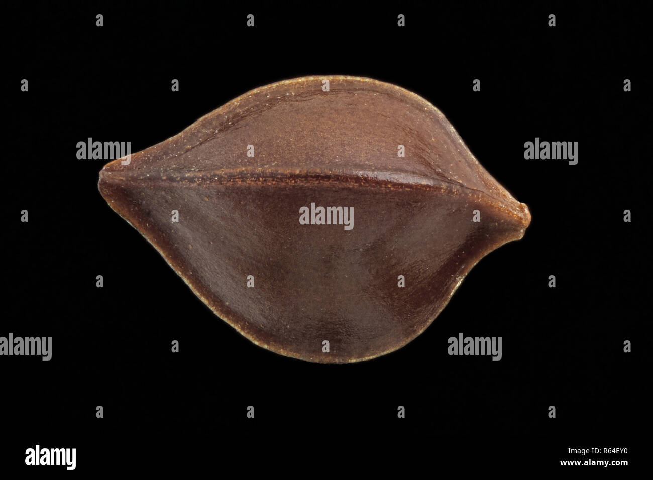 Rumex crispus, arricciata dock, Krause Ampfer, sementi, vicino, la dimensione della granella 1,5-2,5 mm Foto Stock