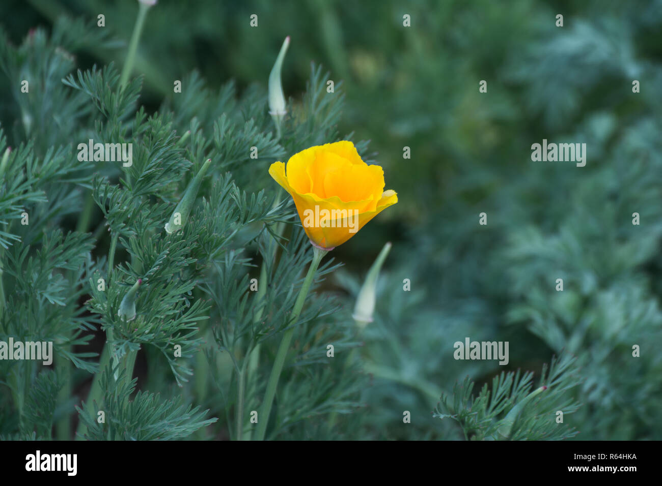 Bella morbida giallo puro fiore dal giardino Foto Stock