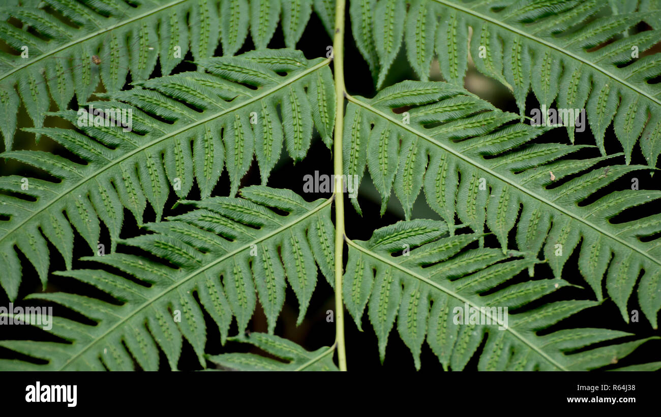 Una foglia di felce nella foresta di pioggia closeup dettaglio Foto Stock