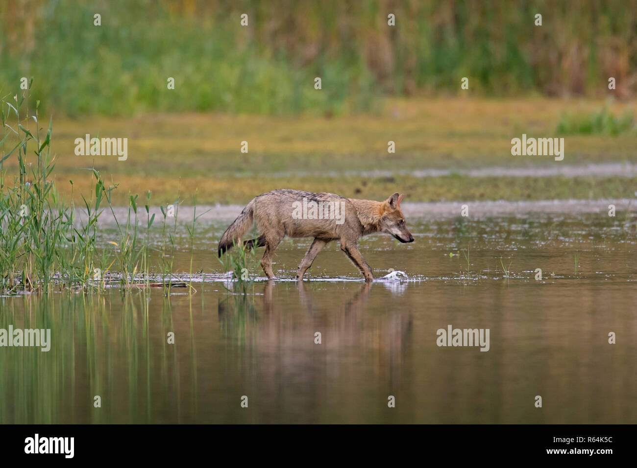 Europeo solitario Lupo grigio / grigio selvatico lupo (Canis lupus) passeggiate in acqua poco profonda di stagno, Sassonia / Sachsen, Germania Foto Stock