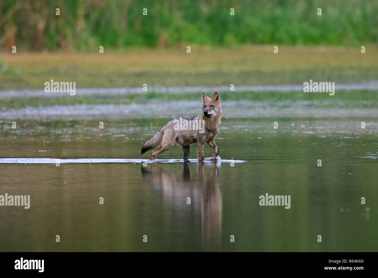 Europeo solitario Lupo grigio / grigio selvatico lupo (Canis lupus) passeggiate in acqua poco profonda di stagno, Sassonia / Sachsen, Germania Foto Stock