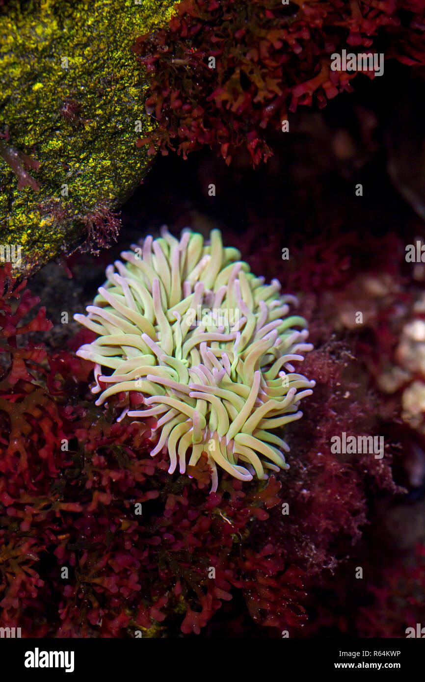 Anemone Beadlet (Actinia equina) in rock pool, anemone marittimo trovati sulle sponde rocciose dall' Europa occidentale e il Mar Mediterraneo a sud africa Foto Stock