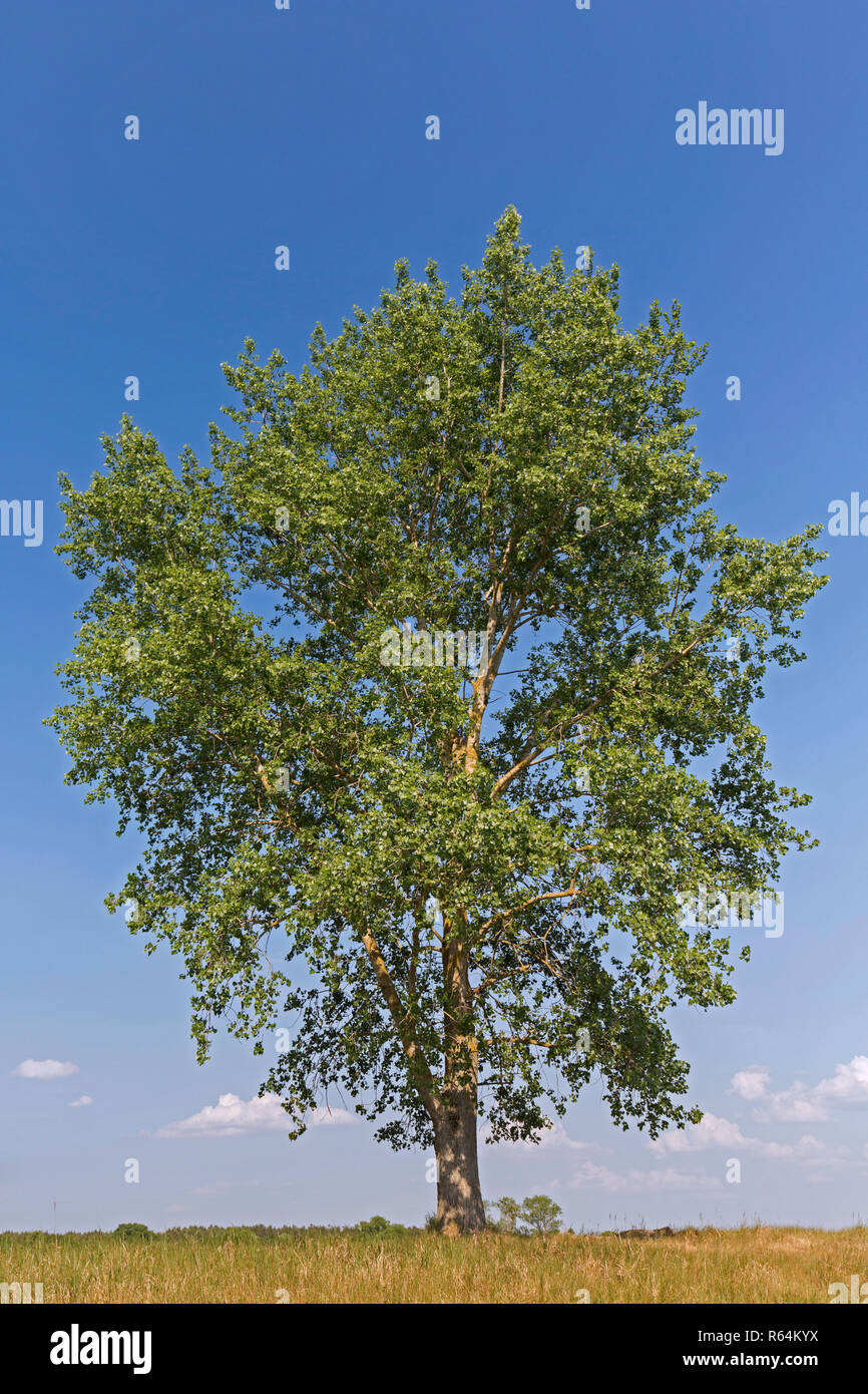 Pioppo nero (Populus nigra) tree in estate, specie di pioppi neri americani nativi di pioppo per l'Europa, a sud-ovest e in Asia centrale e Africa nord-occidentale Foto Stock
