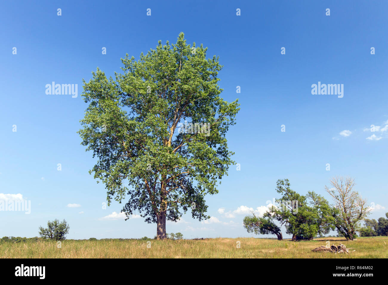 Pioppo nero (Populus nigra) tree in estate, specie di pioppi neri americani nativi di pioppo per l'Europa, a sud-ovest e in Asia centrale e Africa nord-occidentale Foto Stock