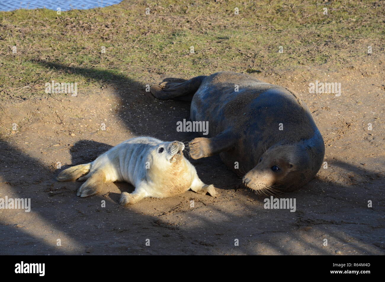 Madre spazzolatura o strofinarsi il neonato pup con la sua pinna teso, grigio colonia di foche, Donna Nook, Lincolnshire, Inghilterra, Regno Unito. Foto Stock