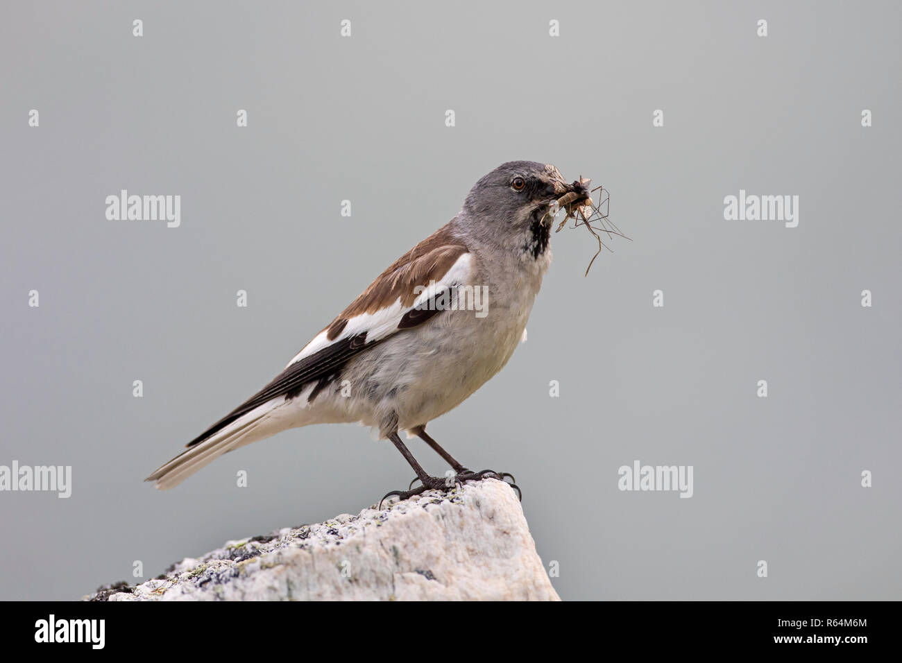 Bianco-winged snowfinch (Montifringilla nivalis / Fringilla nivalis) appollaiato sulla roccia con preda di insetti nel becco in estate, nativo di Pirenei e sulle Alpi Foto Stock