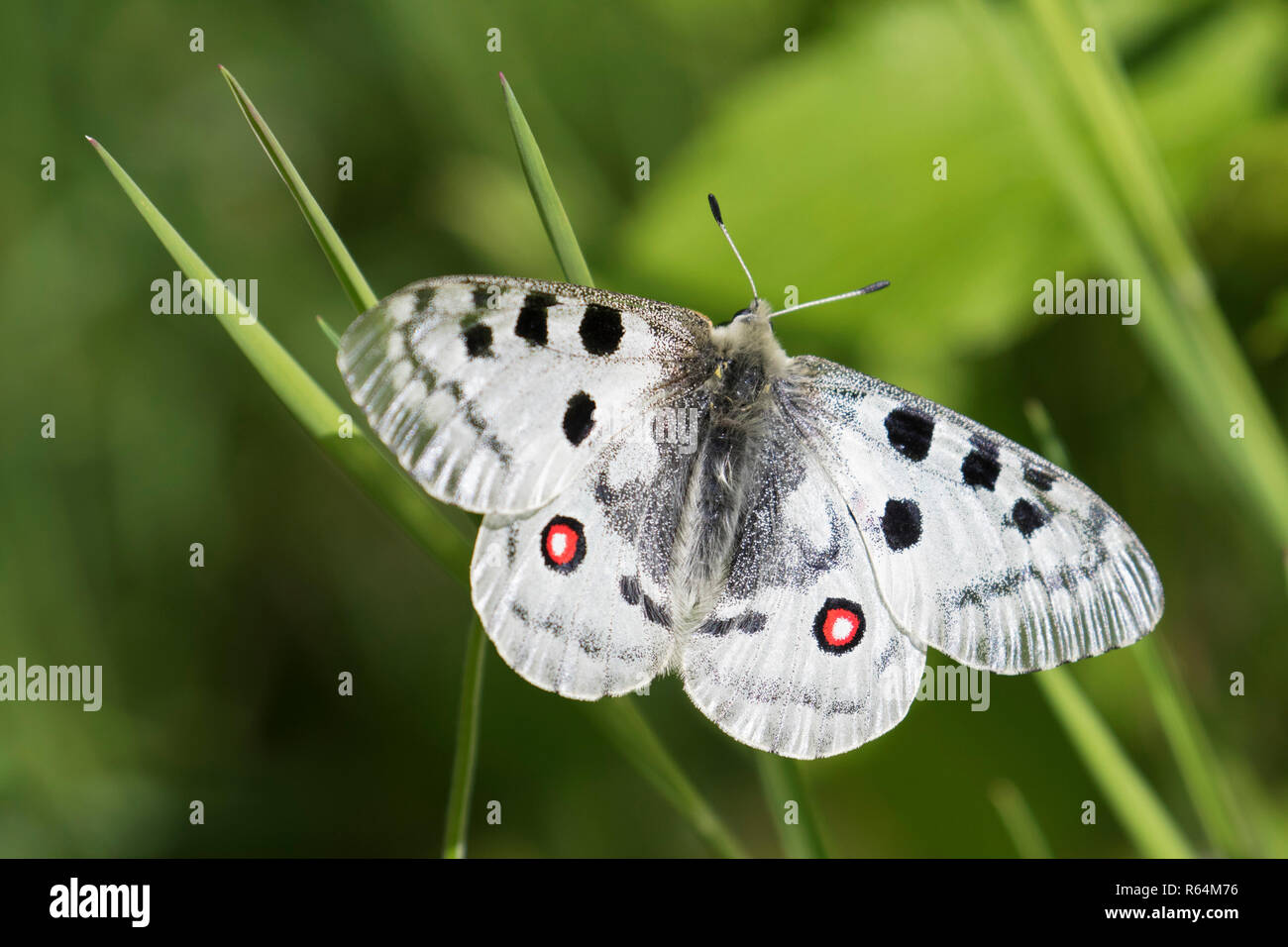 Apollo di montagna (Parnassius apollo) farfalla appollaiato sulla levetta di erba, nativo di prati alpini e pascoli continentale della montagna europea Foto Stock