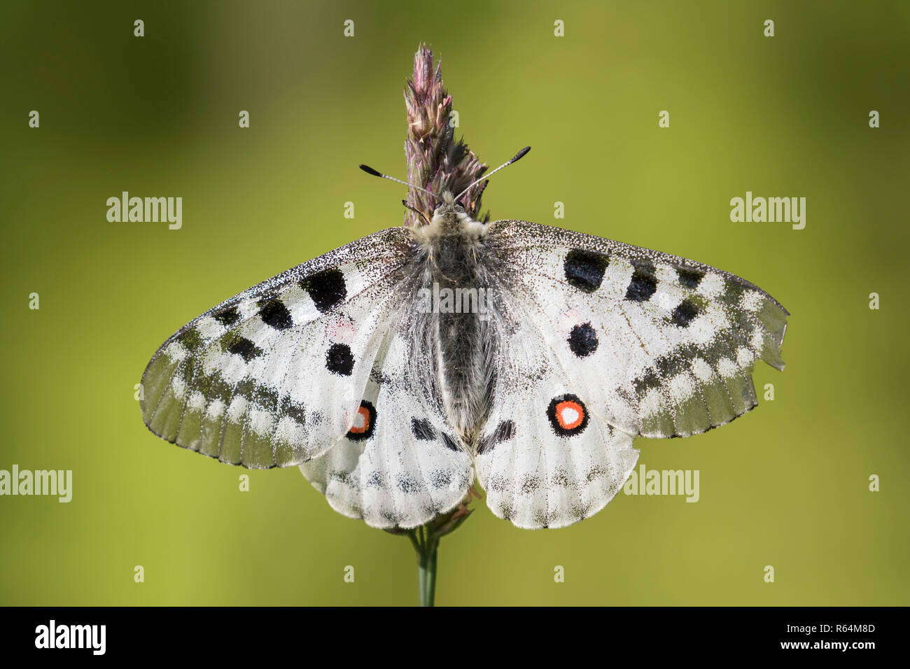 Apollo di montagna (Parnassius apollo) farfalla appollaiato sul gambo di erba, nativo di prati alpini e pascoli continentale della montagna europea Foto Stock