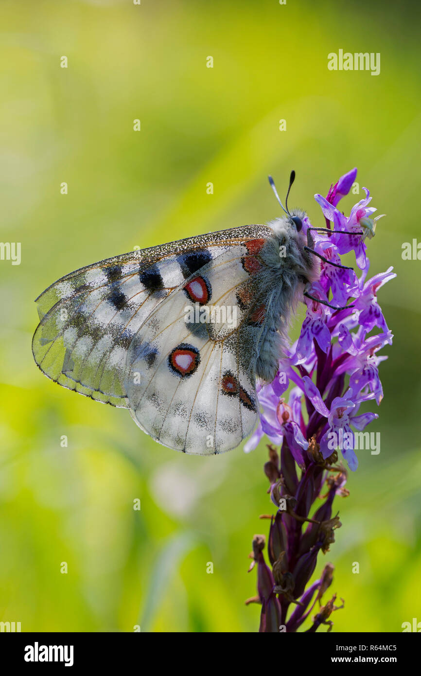Apollo di montagna (Parnassius apollo) farfalla alimentando il nettare dai fiori, nativo di prati alpini e pascoli continentale della montagna europea Foto Stock