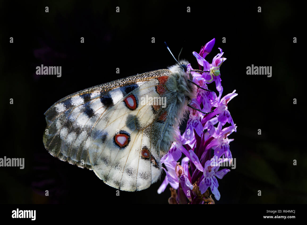 Apollo di montagna (Parnassius apollo) farfalla alimentando il nettare dai fiori, nativo di prati alpini e pascoli continentale della montagna europea Foto Stock