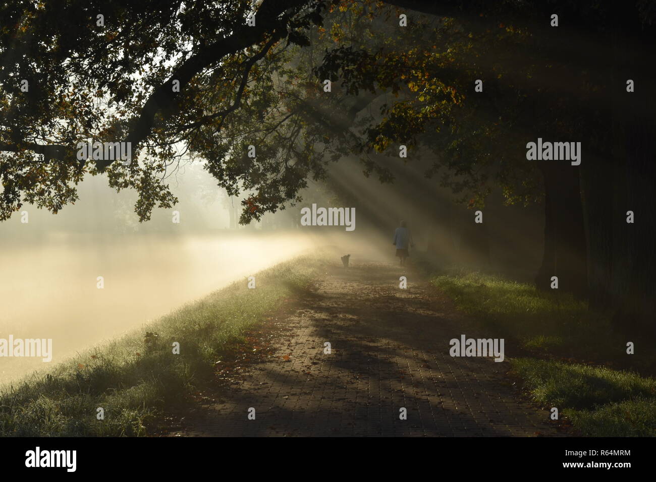 Mistero road, brumoso paesaggio, mattina autunno park con raggi solari Foto Stock