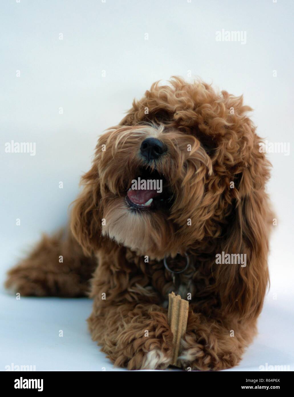 Splendida cucciola Cavapoochon comportandosi meravigliosamente in Studio Foto Stock