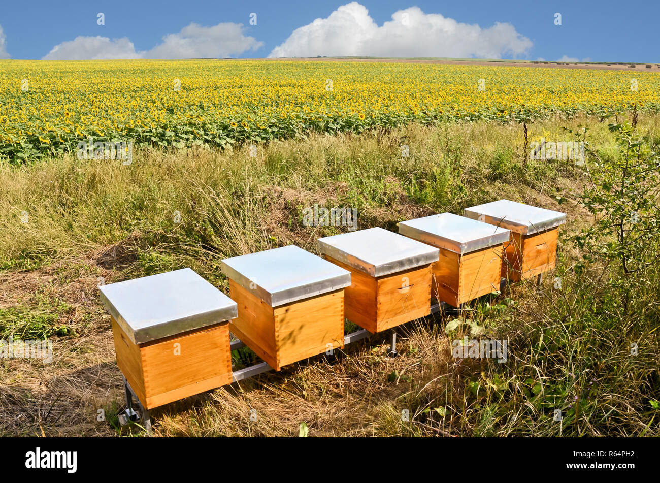L'apicoltura e la produzione di miele Foto Stock