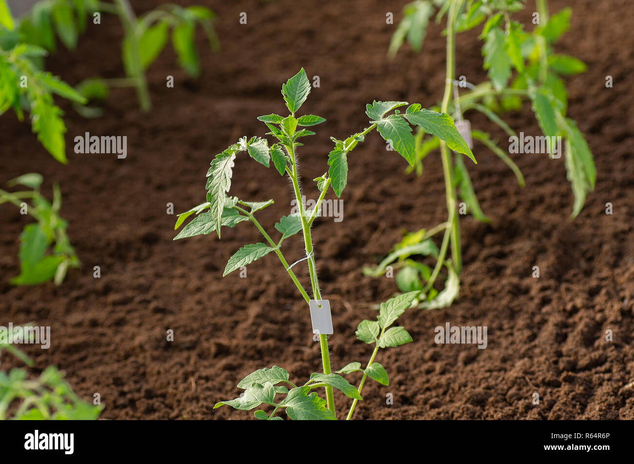 Bulbi di pomodoro in serra in primavera. Le piantine di pomodoro coltivate per il giardino. Foto Stock
