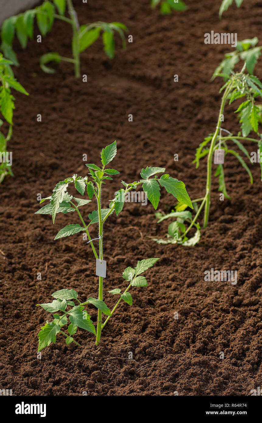 Bulbi di pomodoro in serra in primavera. Le piantine di pomodoro coltivate per il giardino. Foto Stock
