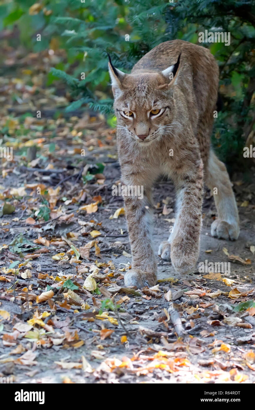 La lince in esecuzione Foto Stock