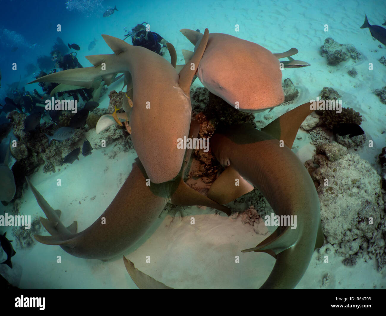 A Ammenhaie Alimatha Foto Stock