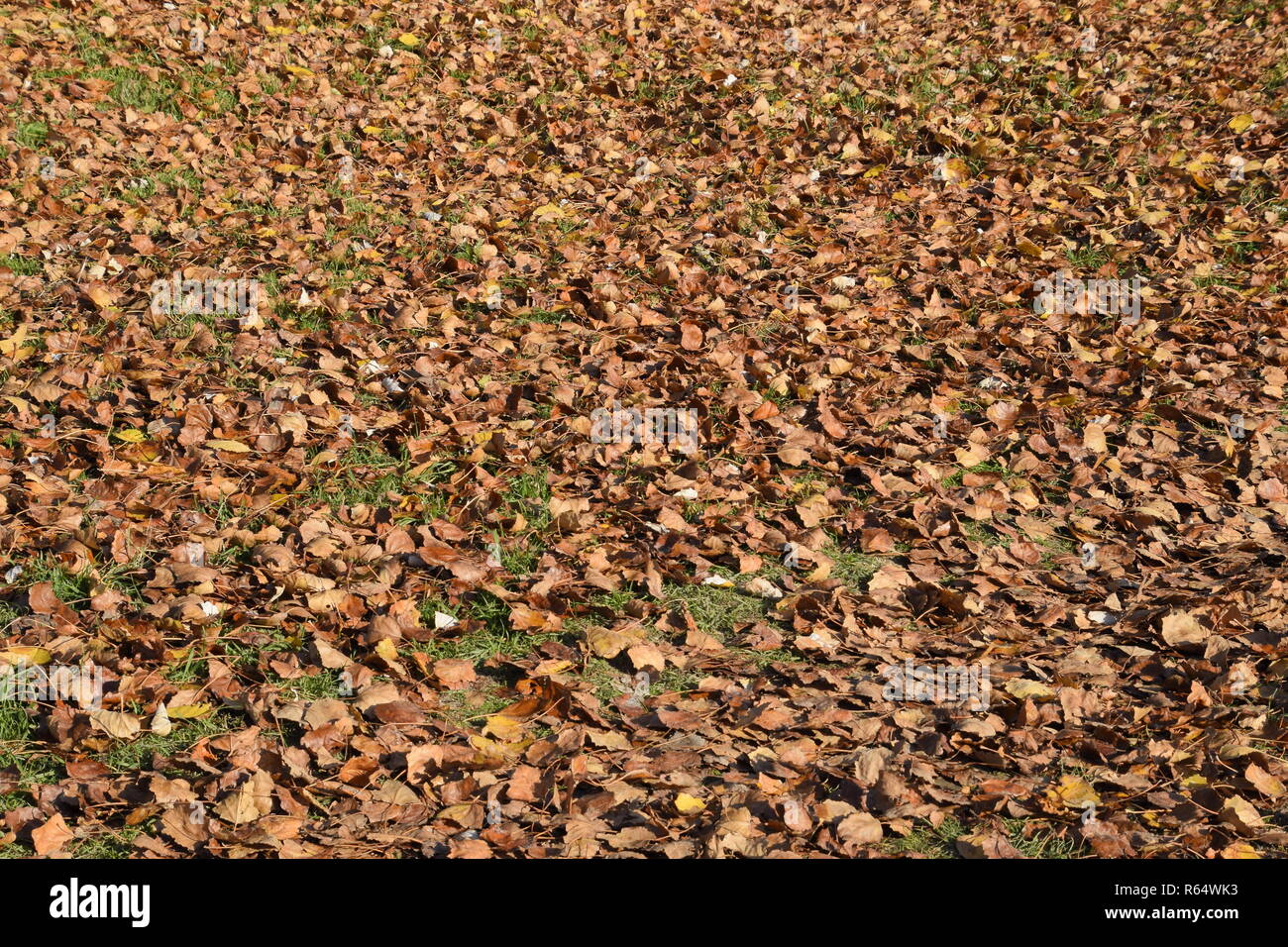 Tessiturali sfondo dalla caduta foglie di un pioppo. Un autunno tappeto dal fogliame. la girata Giallo autunno foglie secche di un pioppo. Foto Stock