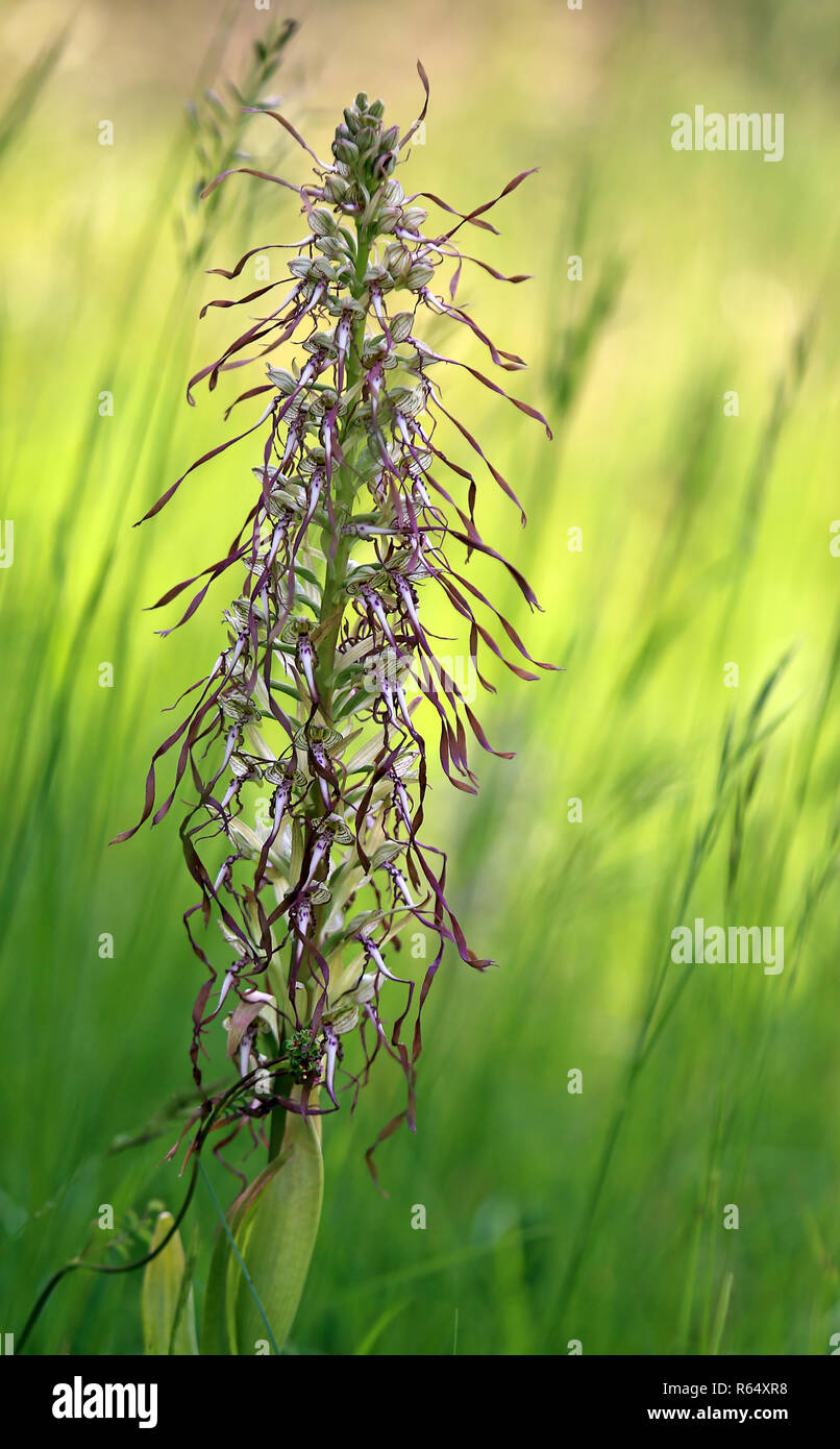 Macro tiro della cinghia bocks linguetta himantoglossum hircinum Foto Stock