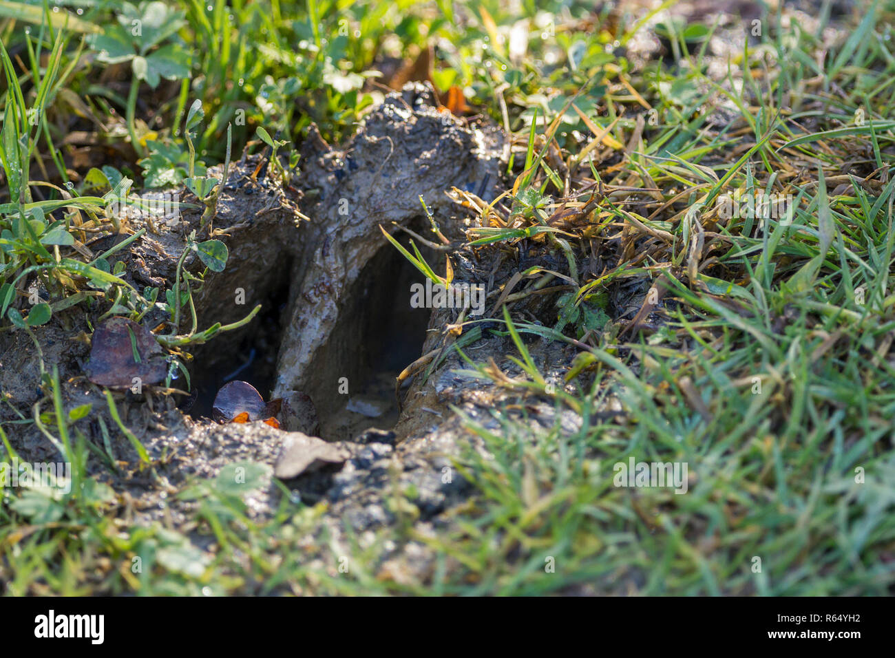 Piede di cervo stampa in umido di erba fangosa area intorno a un piccolo stagno a Pulborough brooks riserva rspb UK. Due alucce forte impressione grande punta sulla destra. Foto Stock