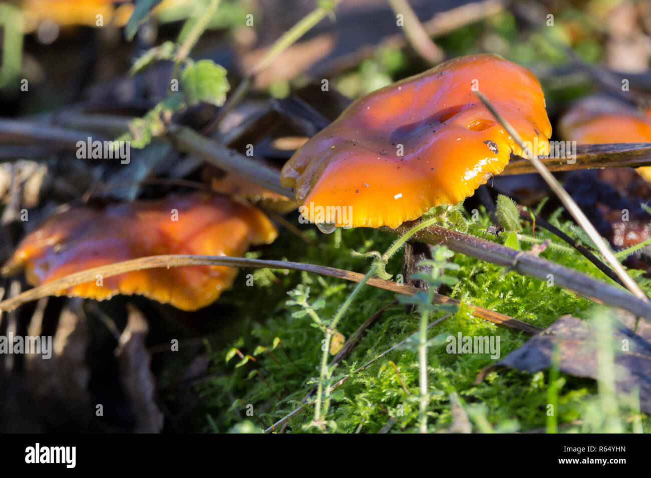 Funghi giallo arancione in formato paesaggio grande lucido sguardo bagnato jelly tipo tappi sul vecchio legno morto forest floor radura. Diversi funghi sui muschi. Foto Stock