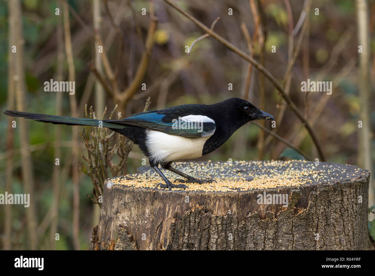 Gazza (Pica pica) familiarità in bianco e nero di crow con lunghi a forma di cuneo e di coda oleoso verde blu sheen su ali e alimentazione di coda su un seme su un moncone. Foto Stock