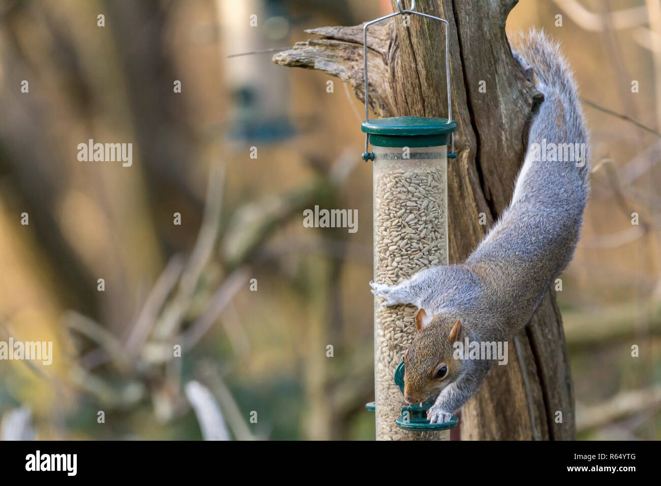 Scoiattolo grigio (Sciurus carolinensis) alimentazione di semi di girasole da un uccello alimentatore in Warham riserva faunistica Horsham Regno Unito utilizzando le abilità acrobatiche. Foto Stock