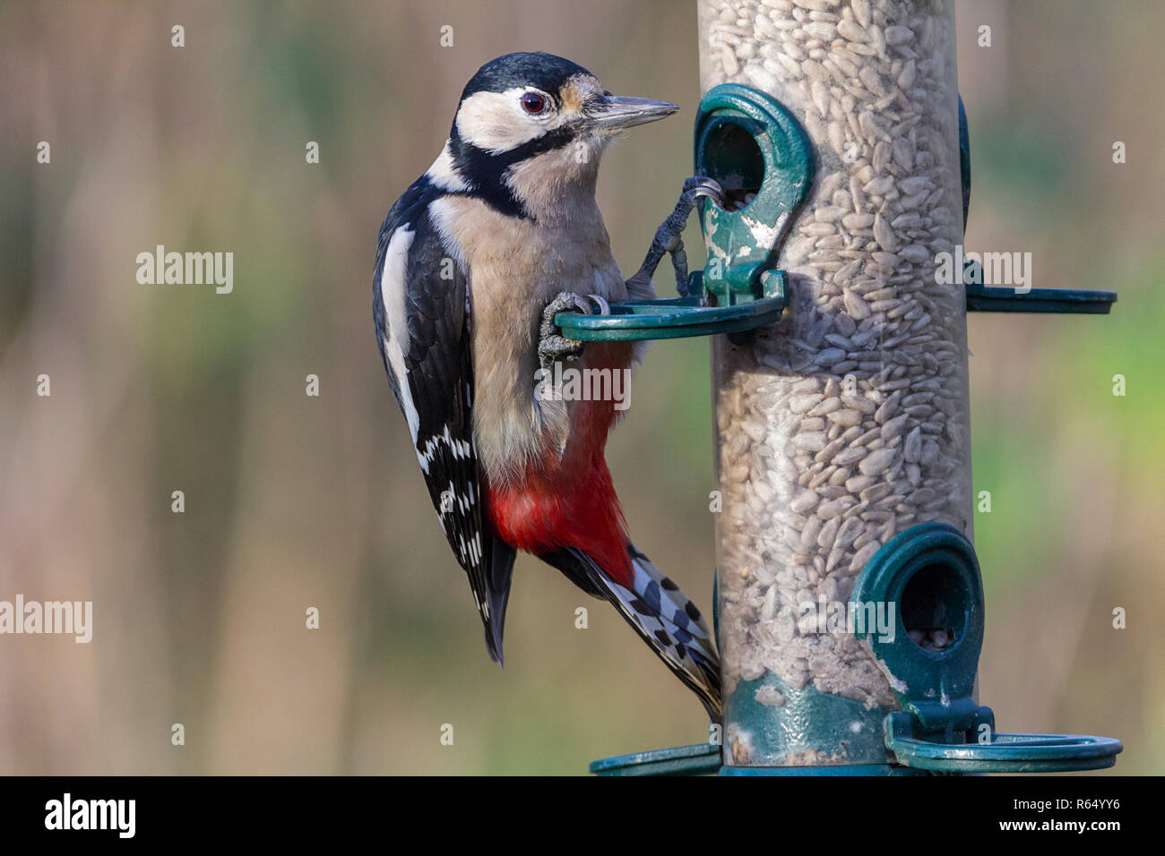 Picchio rosso maggiore ( Dendrocopos major) di alimentazione da un alimentatore di uccelli sui semi di girasole cuori. Piumaggio bianco e nero con crimson sotto la coda. Foto Stock