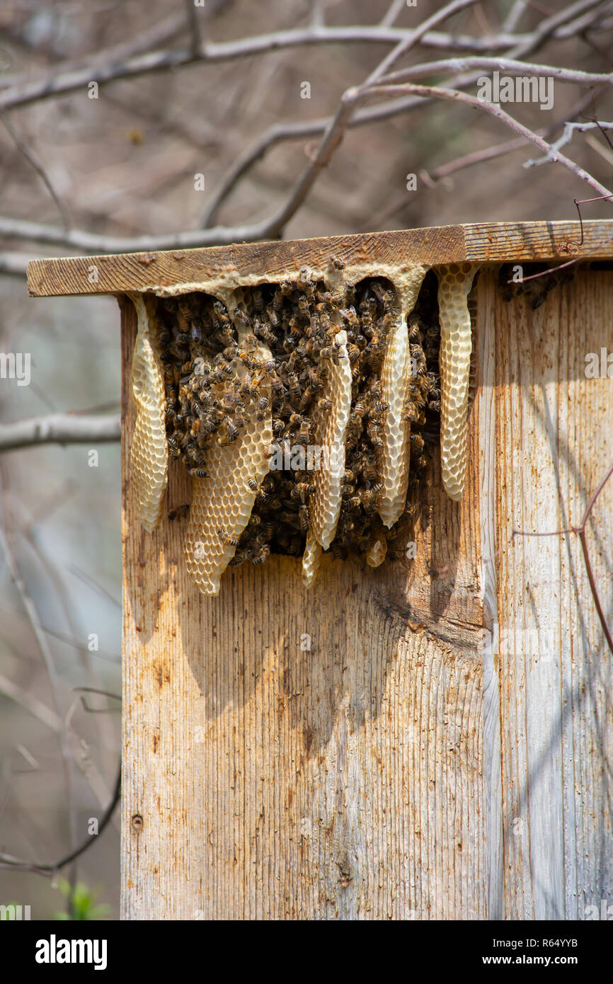 Chiudere fino a nido d'ape pieno di api Foto Stock