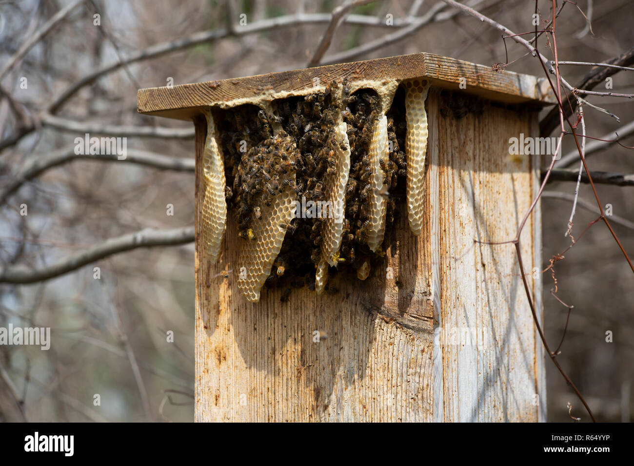 Chiudere fino a nido d'ape pieno di api Foto Stock