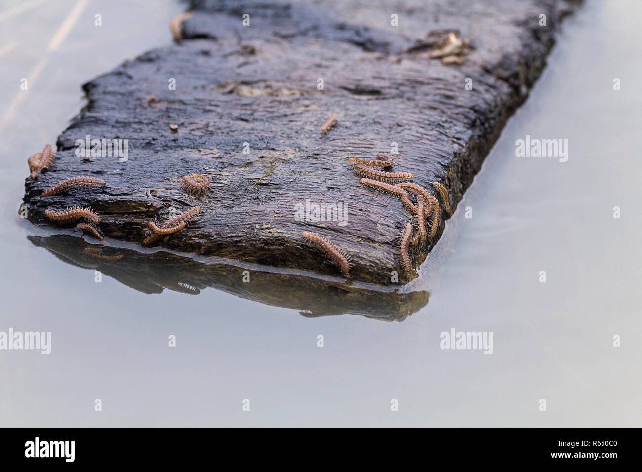 Millepiedi piana (Polydesmus angustus) artropodi raggruppati su legno flottante dopo forti precipitazioni inondare la zona umida. Ora filamento e vulnerabili. Foto Stock