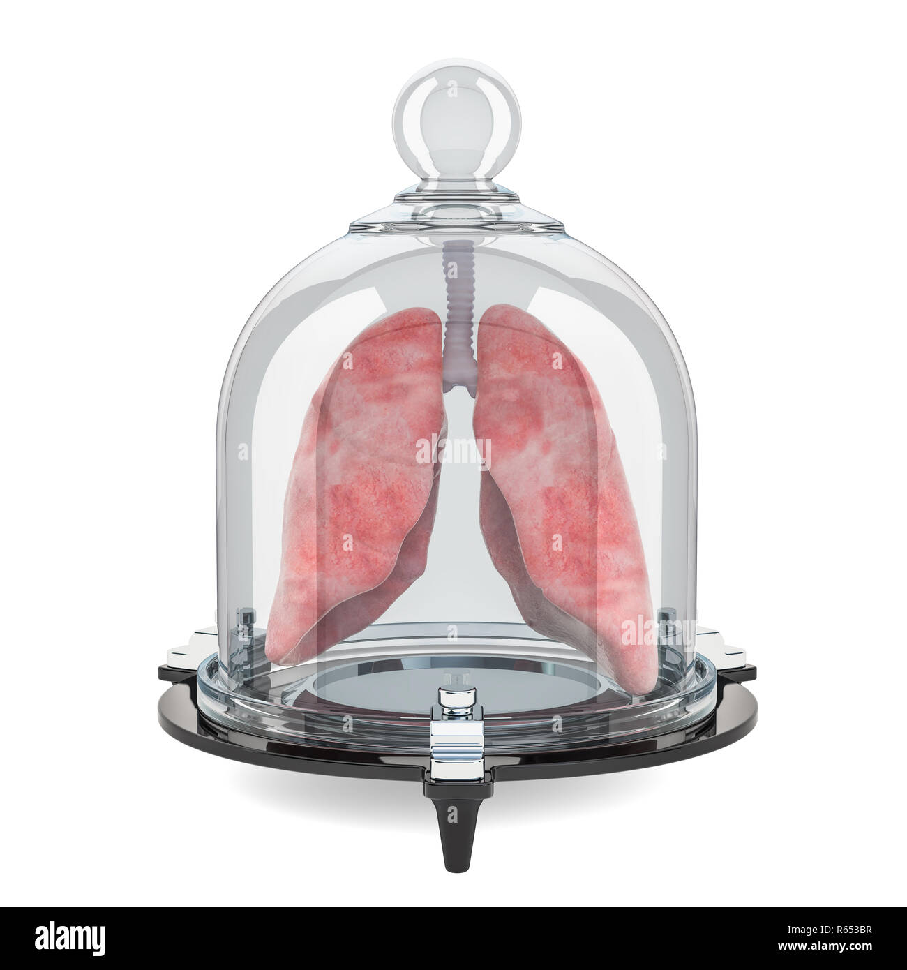 Polmoni umani contemplati dalla campana di vetro, proteggere il concetto. 3D rendering isolati su sfondo bianco Foto Stock