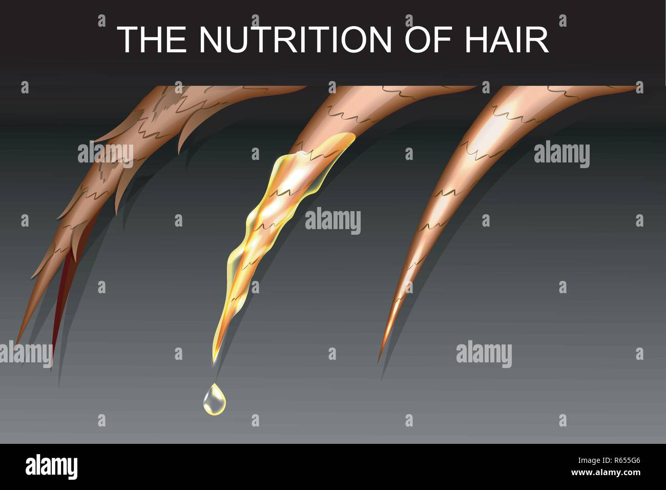 Illustrazione delle doppie punte e capelli di nutrizione e di rafforzamento Illustrazione Vettoriale