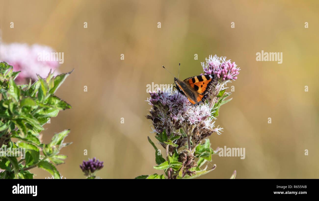 Piccola tartaruga (Aglais urticae). Foto Stock