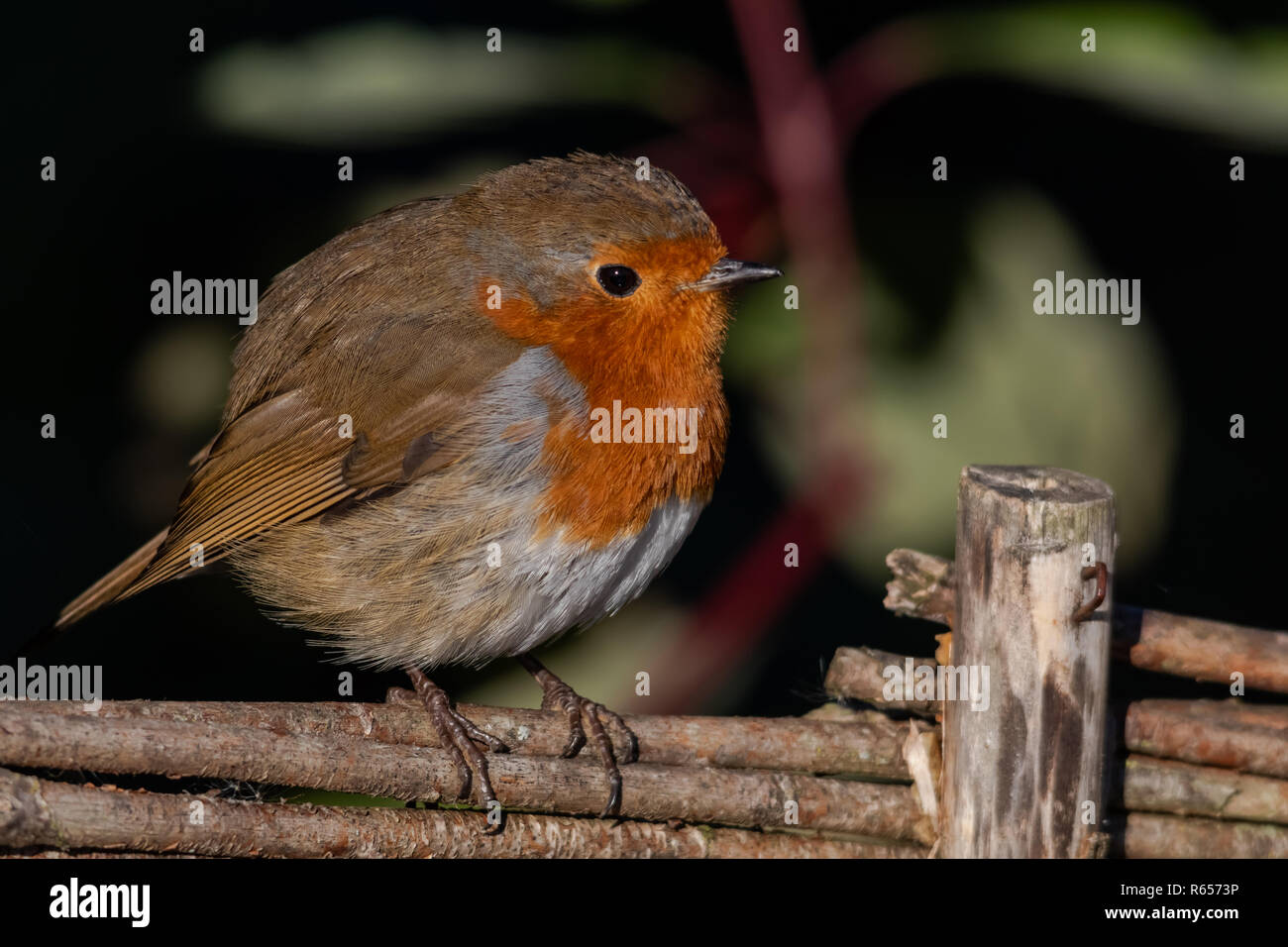 Robin su una recinzione Foto Stock