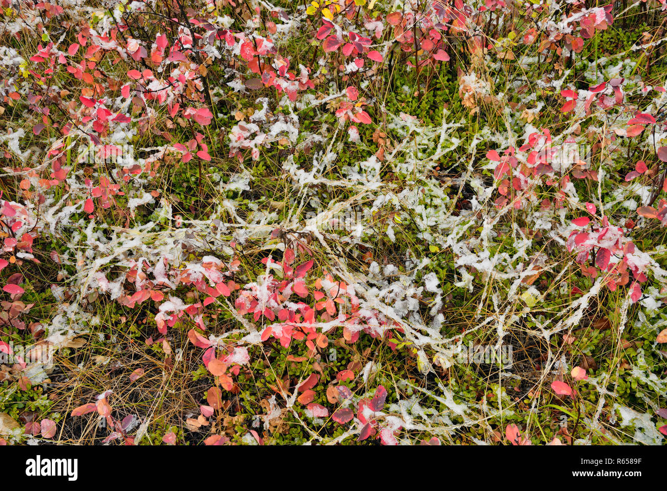 Autunno arbusti con fresca neve bagnata, Highway 29 a Hudson's speranza BC, British Columbia, Canada Foto Stock