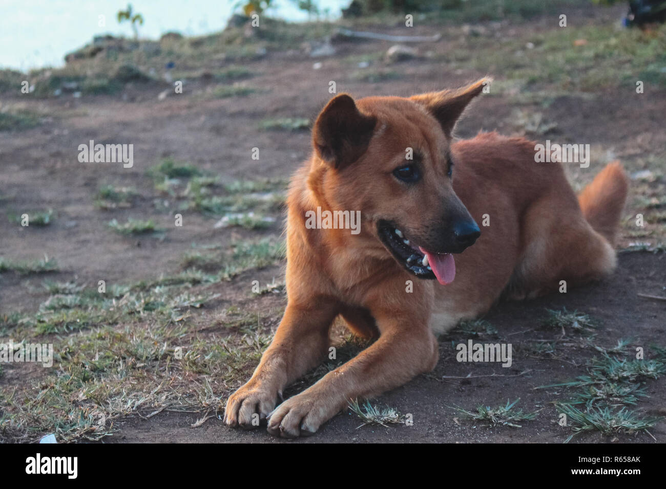 Cane selvatico in Bali rilassante sulla terra - guardando al lato Foto Stock