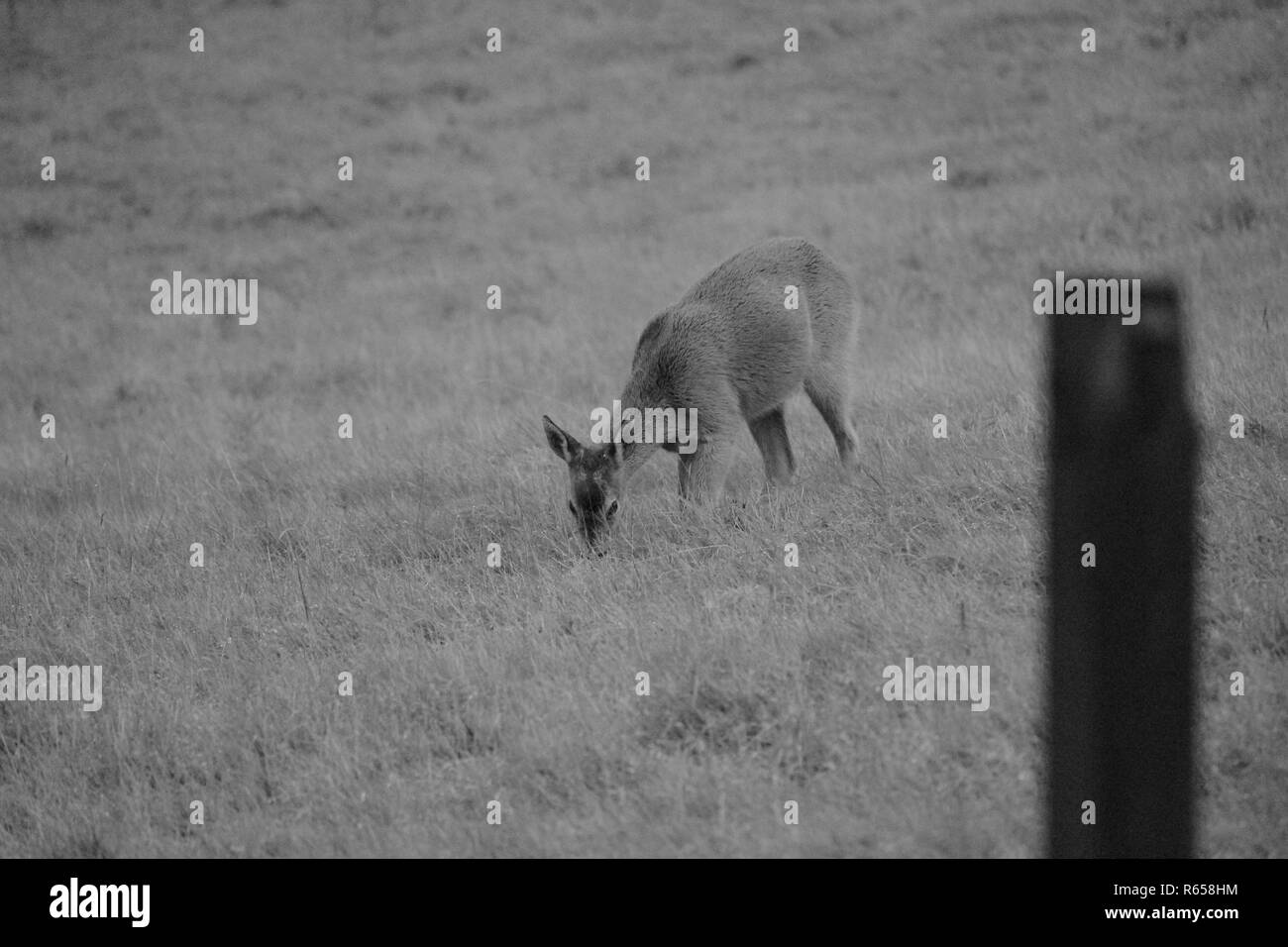 Deer avvistato in alcuni campi appena al di fuori di Glasgow, Scozia Foto Stock