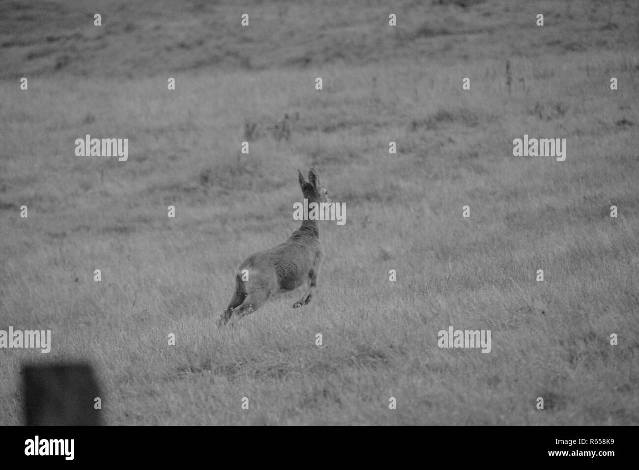 Deer avvistato in alcuni campi appena al di fuori di Glasgow, Scozia Foto Stock