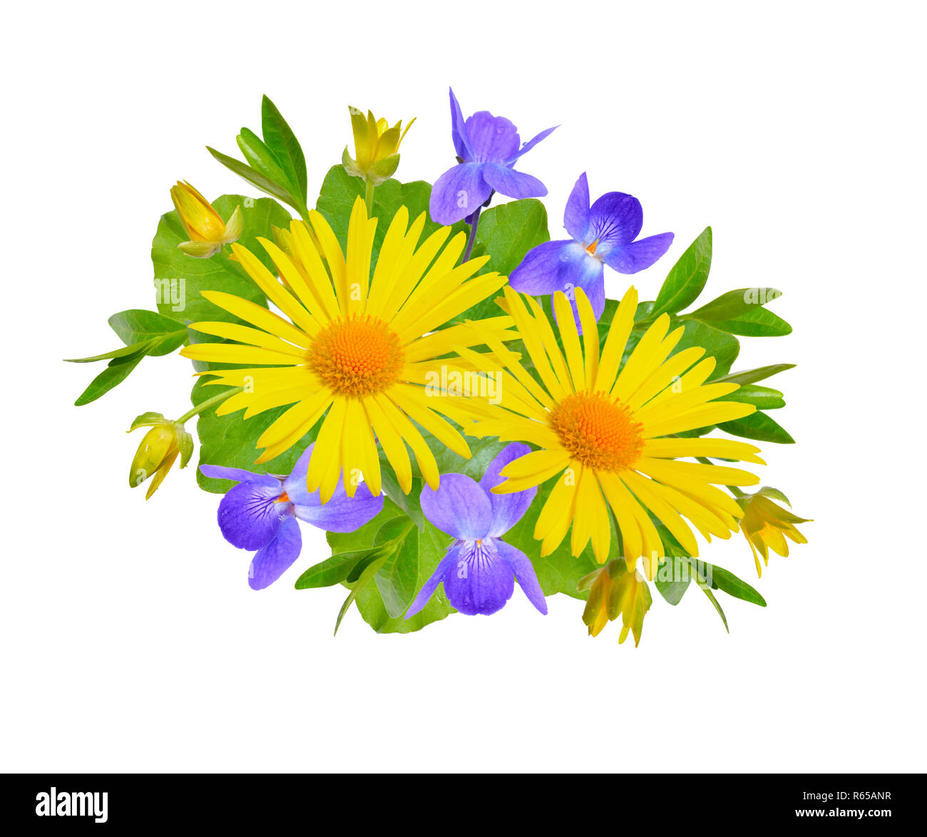 Composizione con Doronicum giallo e viola. Isolato su bianco. Foto Stock