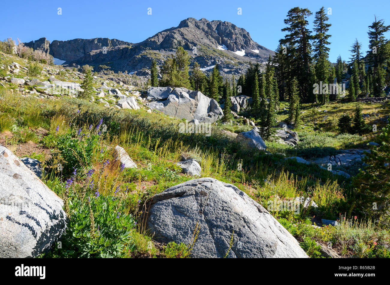 Prato alpino con fiori selvaggi e massi di granito sotto un elevato picco di montagna in California della Sierra Nevada Foto Stock