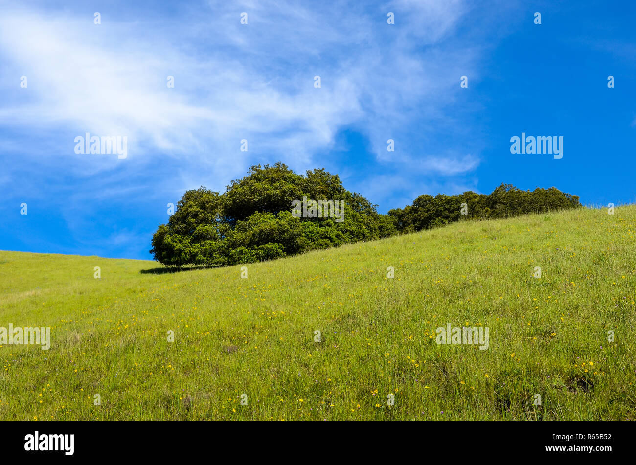 Idilliaco paesaggio di primavera con un verde prato erboso e fiori di campo sul fianco di una collina e alberi di quercia sotto un luminoso cielo blu con moto vorticoso delle nuvole bianche Foto Stock